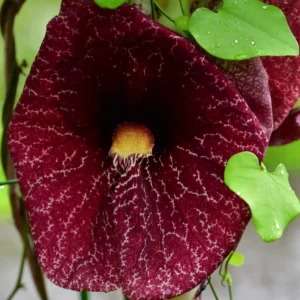 Dutchman Pipe Climbing Vine Live Plant Starter Size Ornamental Foliage