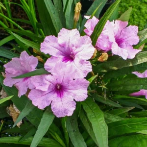 Mexican Petunia Live Plants - 2 Pack - Hardy Bush - 5-10 Inches Tall - No Pot