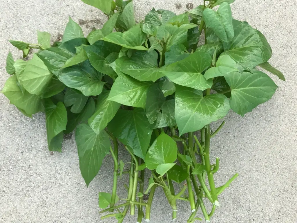 Bundle of Beauregard sweet potato slips with green leaves and stems prepared for planting.