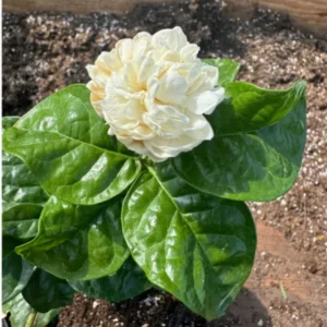 Fragrant Jasmine Plants - 4 Live Starter Plugs - White Flowers, Fast Growing