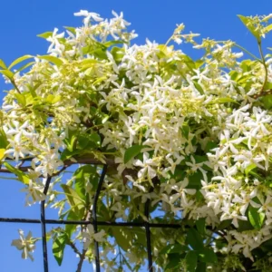Fragrant Jasmine Plants - 4 Live Starter Plugs - White Flowers, Fast Growing