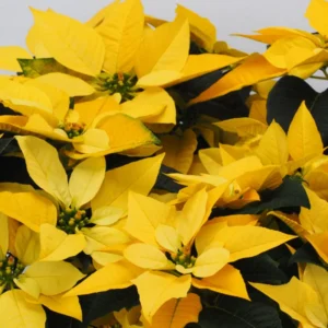 Poinsettia Plants Live Multi Varieties - Christmas Holiday Decoration Houseplant 5-10 Inch No Pot