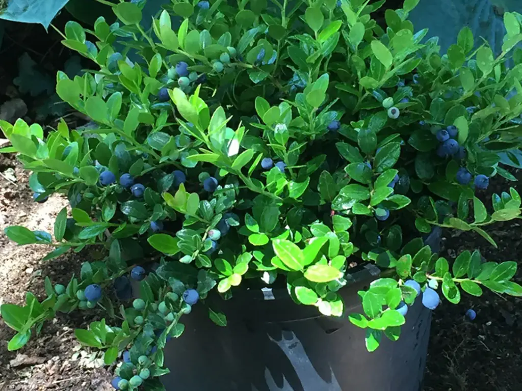 Huckleberries in Pots or Containers