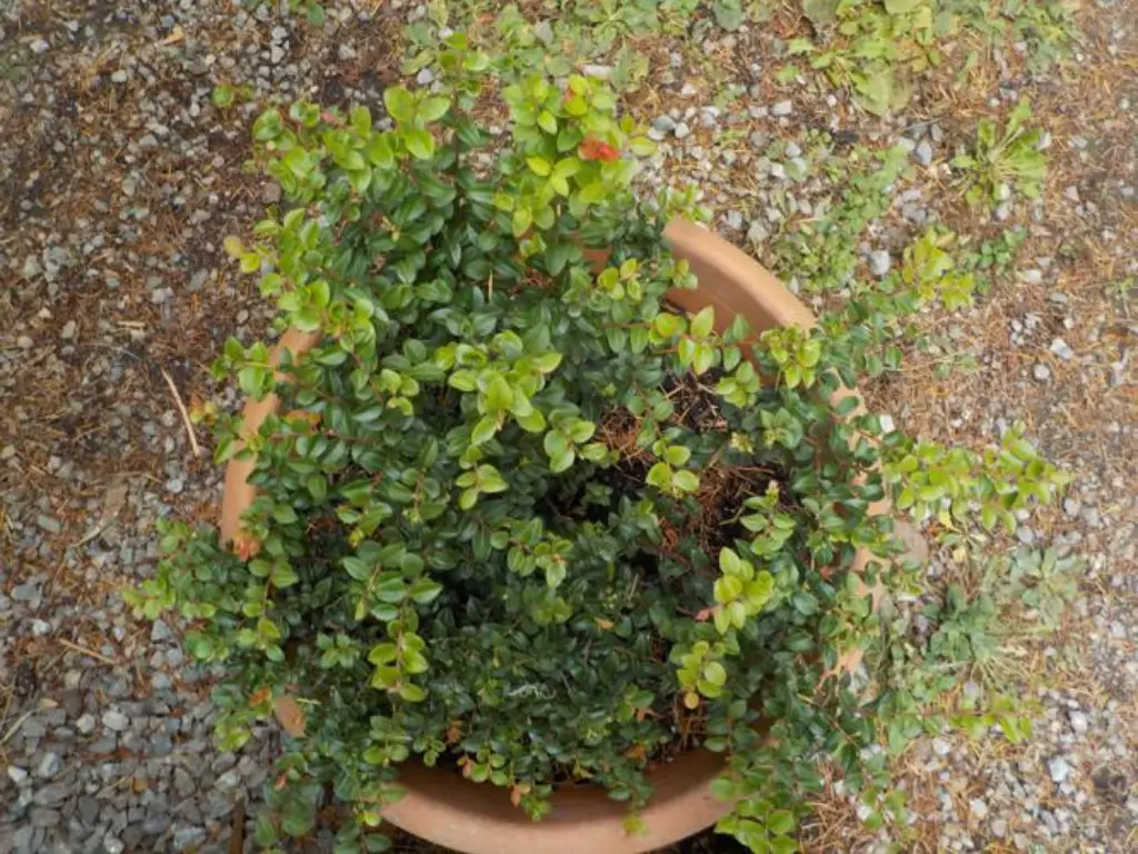 how to grow huckleberries in pots