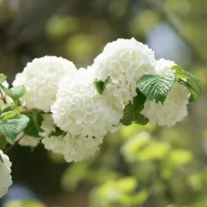 Viburnum Tree Live Plant - 8 Month Old Fragrant Bush - 6-12 Inch Outdoor Shrub