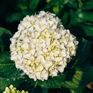 Viburnum Tree Live Plant - 8 Month Old Fragrant Bush - 6-12 Inch Outdoor Shrub