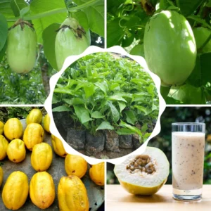 Passion Fruit Plants - 2 Live Climbing Vine Trees - Fast Growing & Edible Fruits