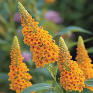 Butterfly Bush Live Shrub Plant 5-10 Inch Well Rooted