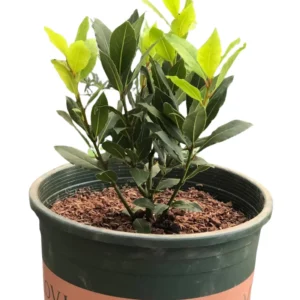 Fragrant Bay Leaf Plant Live Bay Laurel Herb 7 Months Old Ready to Grow