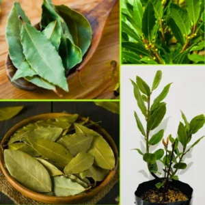 Fragrant Bay Leaf Plant Live Bay Laurel Herb 7 Months Old Ready to Grow