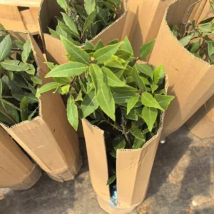 Fragrant Bay Leaf Plant Live Bay Laurel Herb 7 Months Old Ready to Grow