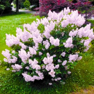 Lilac Bush Live Tree Plant 1 Year Old Hardy Shrub 6-12 Inches