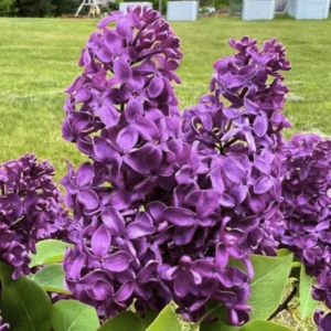 Lilac Bush Live Tree Plant 1 Year Old Hardy Shrub 6-12 Inches