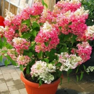 Hydrangea Tree Live Plant 6-12 Inch - Change Color, Vibrant Blooms