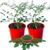 Moringa Oleifera Tree - 2 Live Plants in 4" Pot - 6-9" Tall Malunggay
