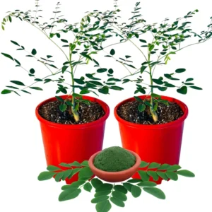 Moringa Oleifera Tree - 2 Live Plants in 4