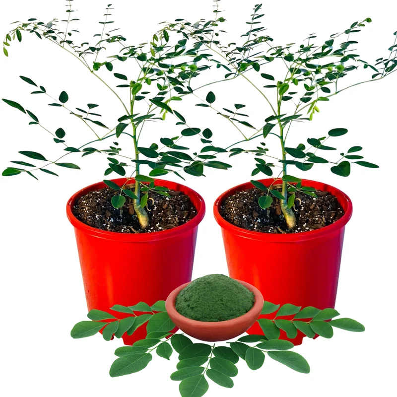 Moringa Oleifera Tree - 2 Live Plants in 4" Pot - 6-9" Tall Malunggay