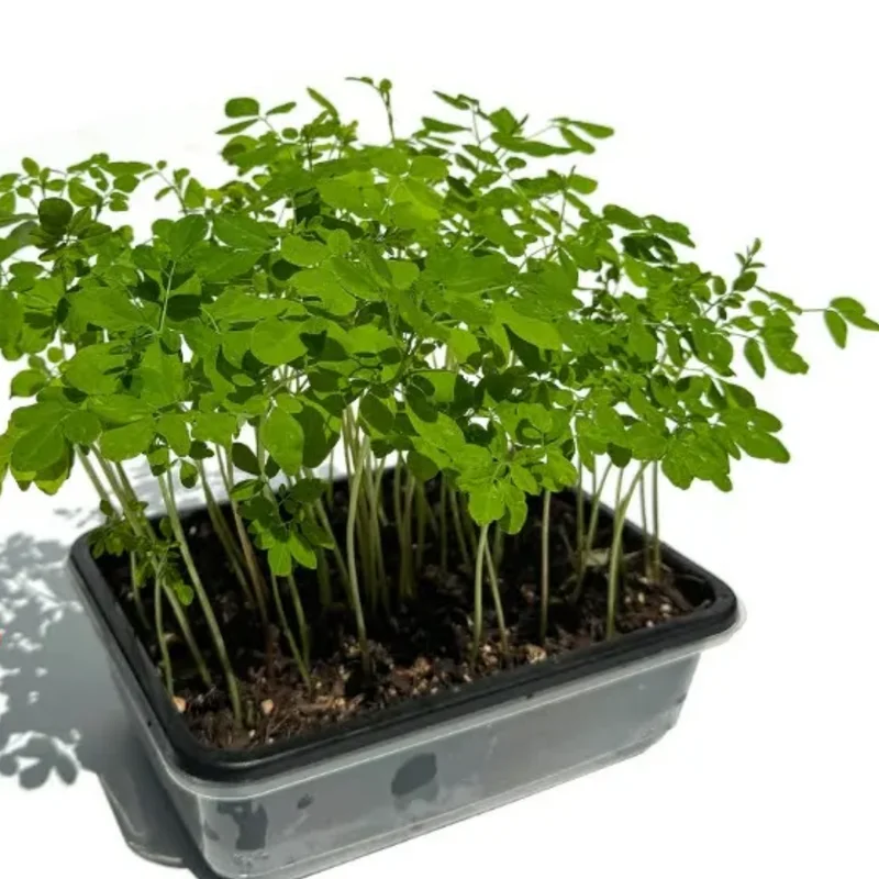 Moringa Oleifera Tree - 2 Live Plants in 4" Pot - 6-9" Tall Malunggay