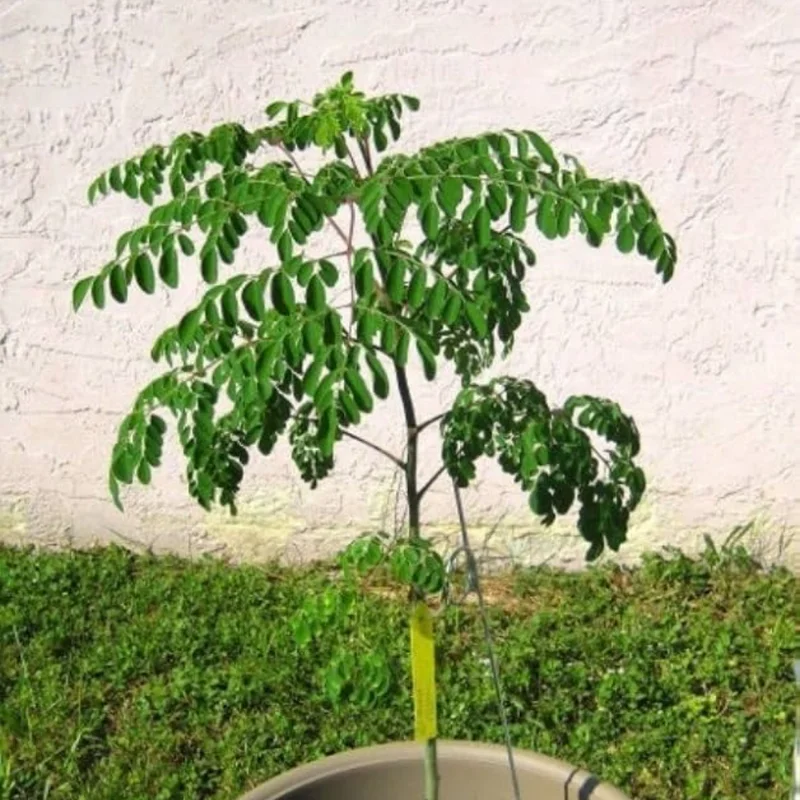 Moringa Oleifera Tree - 2 Live Plants in 4" Pot - 6-9" Tall Malunggay