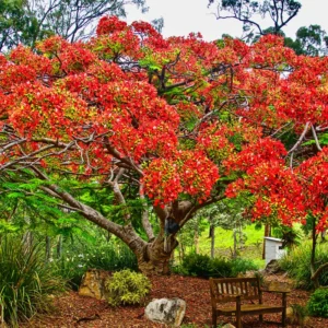 Royal Poinciana Tree - Red Flamboyant Tree Live Plant - 1 Year Old Seedling - Tropical Flowering Tree