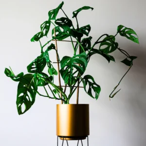 Live Philodendron Plants Indoor - Rare Variegated Houseplant 5-9" Tall - No Pot