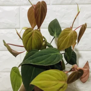 Live Philodendron Plants Indoor - Rare Variegated Houseplant 5-9