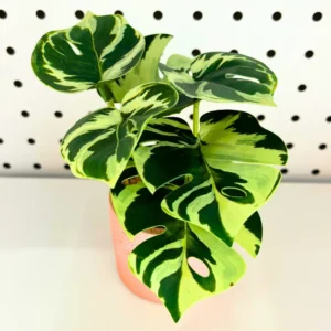 Live Philodendron Plants Indoor - Rare Variegated Houseplant 5-9