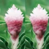 Ginger Curcuma Live Plant - Tropical Red Herbs, 5-9 Inch, No Pot