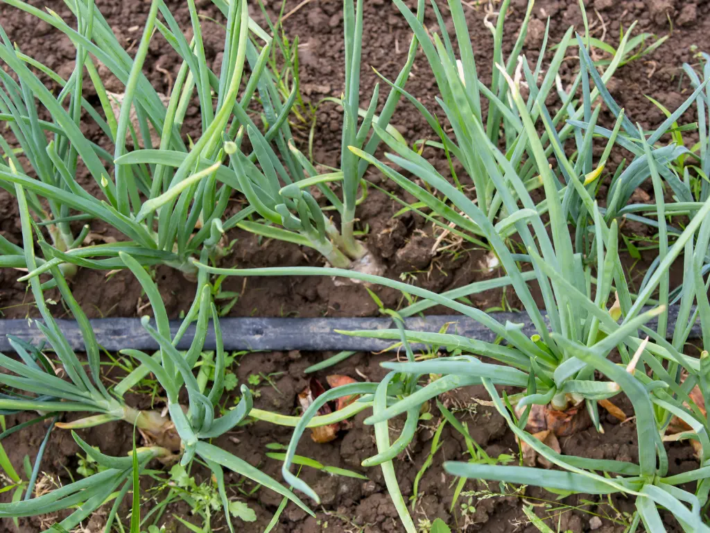 Ignoring Watering and Drainage Needs