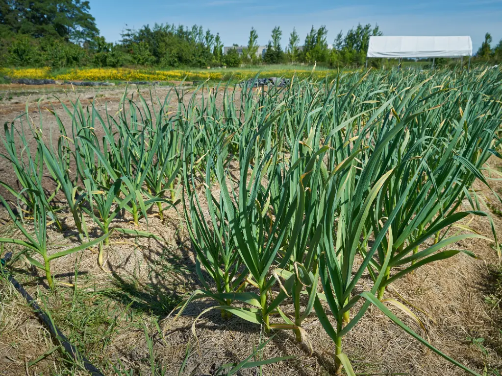 When to Harvest Garlic