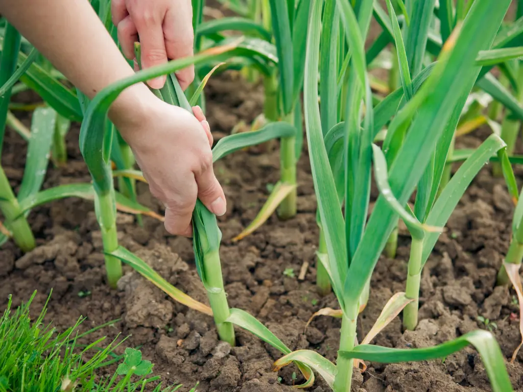 harvesting garlic