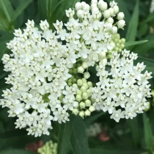 white Milkweed Plants