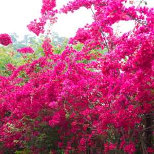 2 Bougainvillea Plants - Vibrant Flowering Vines | Drought-Tolerant & Sun-Loving