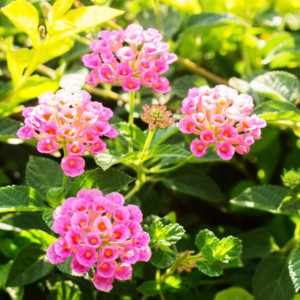 2 Lantana Plants – Vibrant, Pollinator-Friendly, Drought-Tolerant Perennials for Full Sun