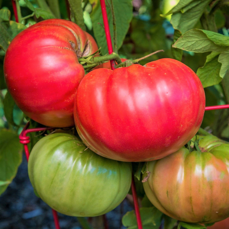 Tomato Plant Live | High-Yielding Tomato Plants for Gardens & Containers - Image 5