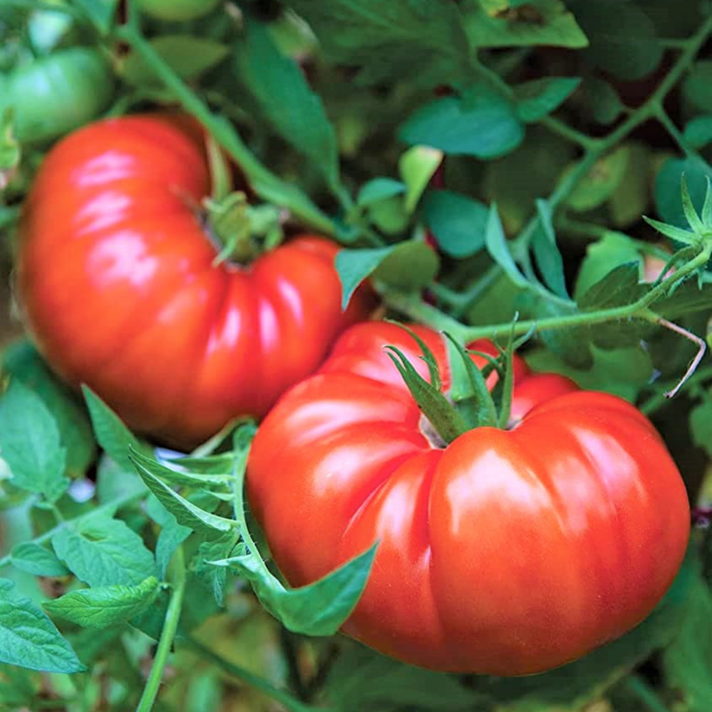 Tomato Plant Live | High-Yielding Tomato Plants for Gardens & Containers - Image 3