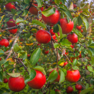 Apple Tree Live Plant – Fresh Apple Tree for Outdoor Planting | Hardy Zones 4-8