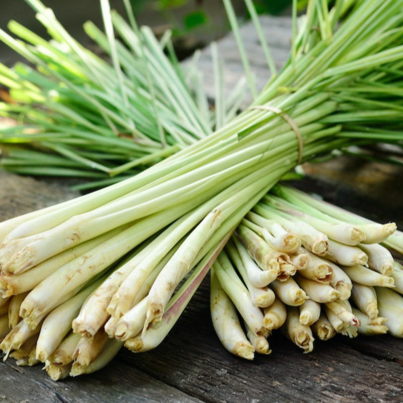 Lemon Grass Live Plant - Fresh Lemongrass for Home Gardens | Hardy in Zones 9-11 - Image 5