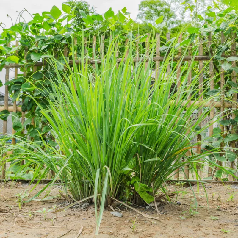 Lemon Grass Live Plant - Fresh Lemongrass for Home Gardens | Hardy in Zones 9-11 - Image 4