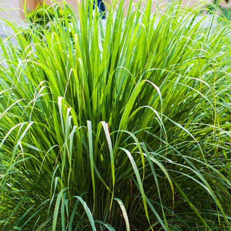 Lemon Grass Live Plant - Fresh Lemongrass for Home Gardens | Hardy in Zones 9-11 - Image 3