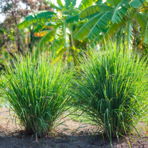 Lemon Grass Live Plant - Fresh Lemongrass for Home Gardens | Hardy in Zones 9-11