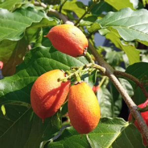 Peanut Butter Fruit Plant - Bunchosia Glandulifera | Sweet Tropical Fruit, Zones 9-11