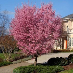 Okame Cherry Flower – Fast-Growing Ornamental Tree with Pink Blooms | Zones 6-9