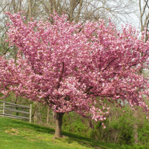 Kwanzan Cherry Flower Tree - Ornamental Tree with Double Pink Spring Blooms | Hardy in Zones 5-9