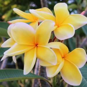 Hawaiian Plumeria Flower Cutting - Fragrant Tropical Blooms | Ideal for Gardens & Containers, Zones 9-11