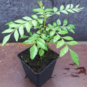 Curry Leaf Plant - Aromatic Leaves for Cooking | Easy to Grow | Zones 9-11