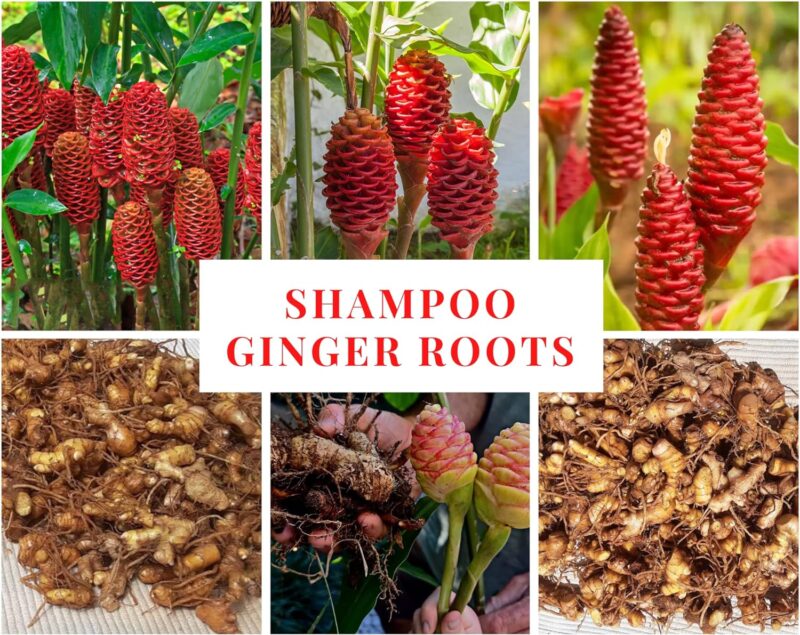 Shampoo Ginger Roots - Zingiber Zerumbet for Natural Hair Care | Hardy in Zones 8-11 - Choose Quantity - Image 3