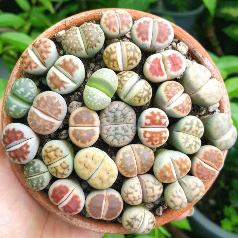 Mix Lithop Succulent Plants - Unique Living Stones | Low Maintenance Indoor Plants - Image 2