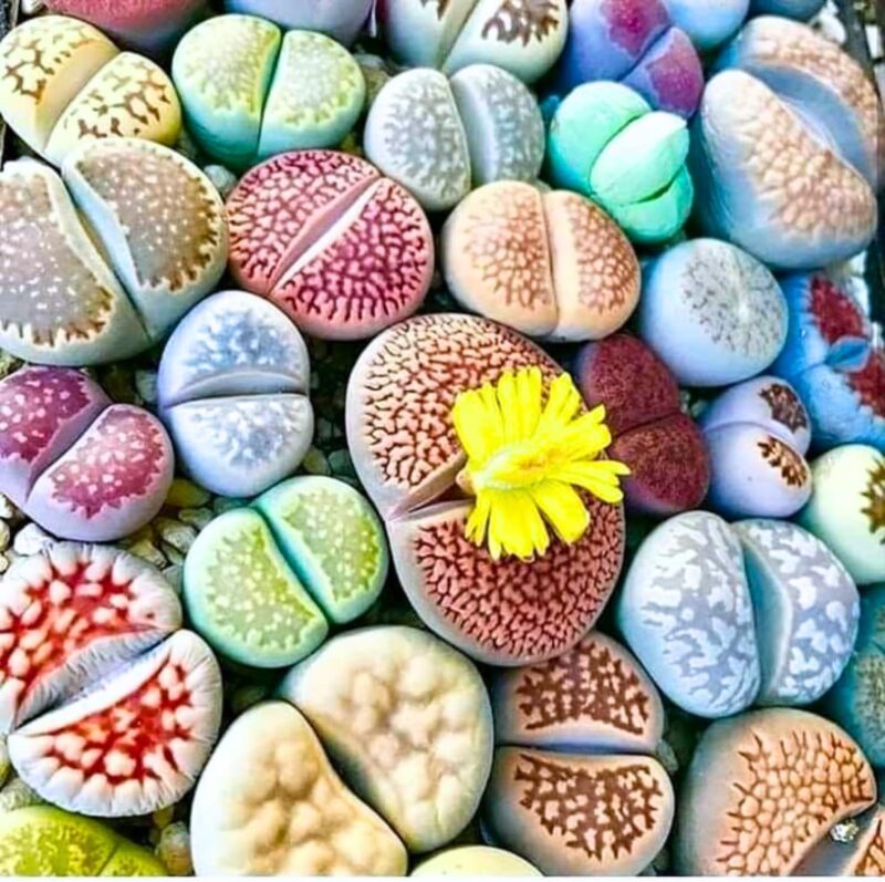 Mix Lithop Succulent Plants - Unique Living Stones | Low Maintenance Indoor Plants - Image 3