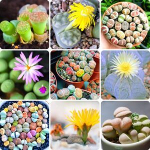 Mix Lithop Succulent Plants - Unique Living Stones | Low Maintenance Indoor Plants